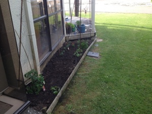 check out our burgeoning garden, once we decided what to plant. 